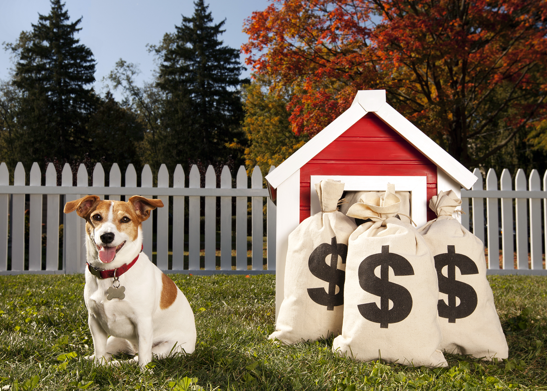 What about your furry family?